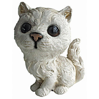 Cherished Cat: Persian kitten