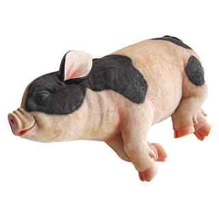 Black & white sleeping pig