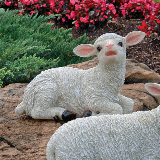 Yorkshire sitting lamb