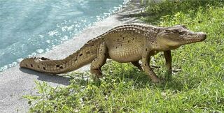 Walking Crocodile
